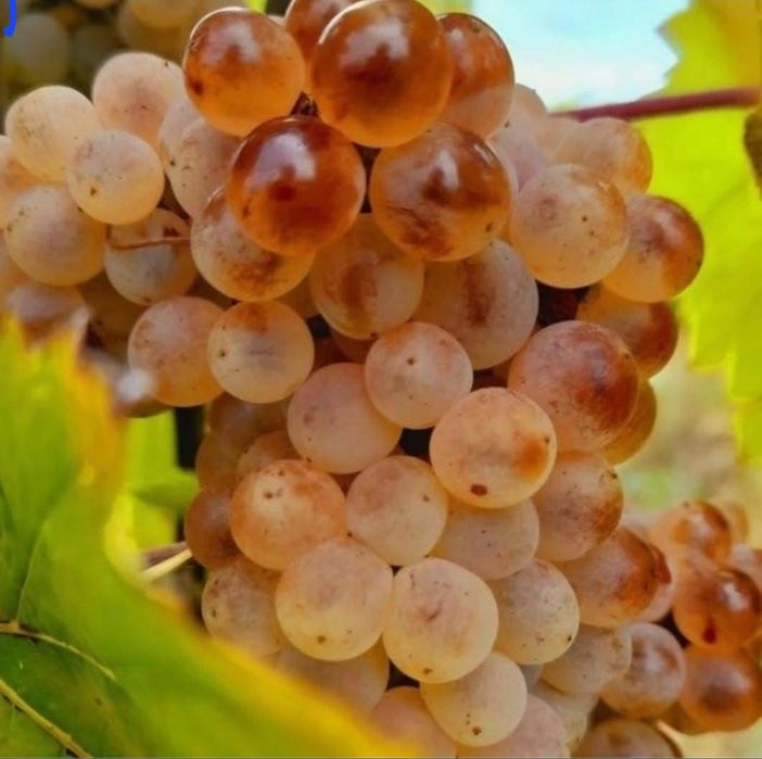 Vând struguri de vin cu transport gratuit la domiciliu
