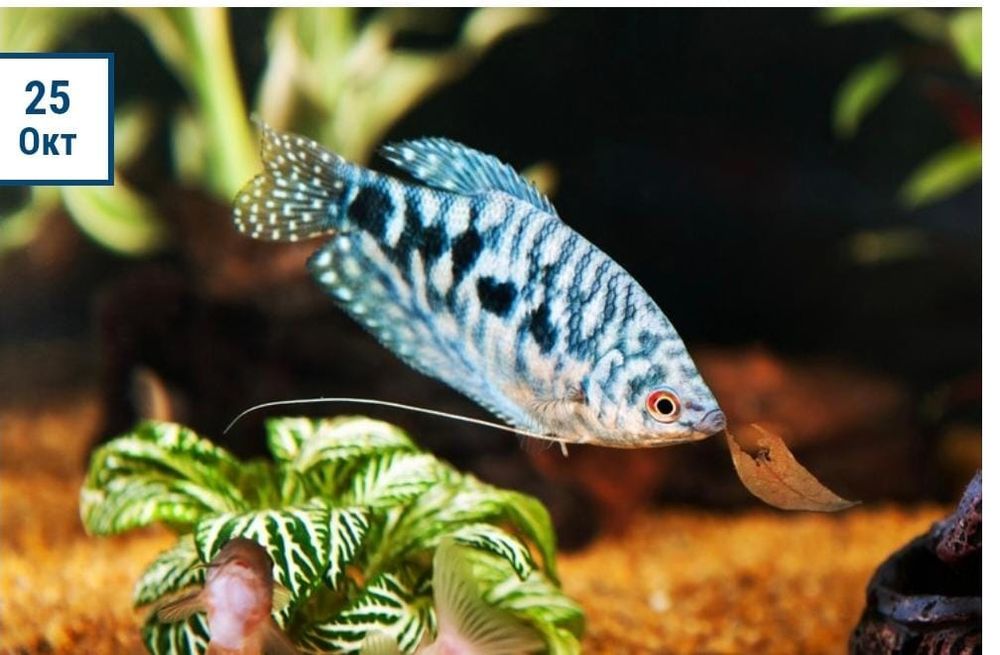 Рыбка Гурами мраморный