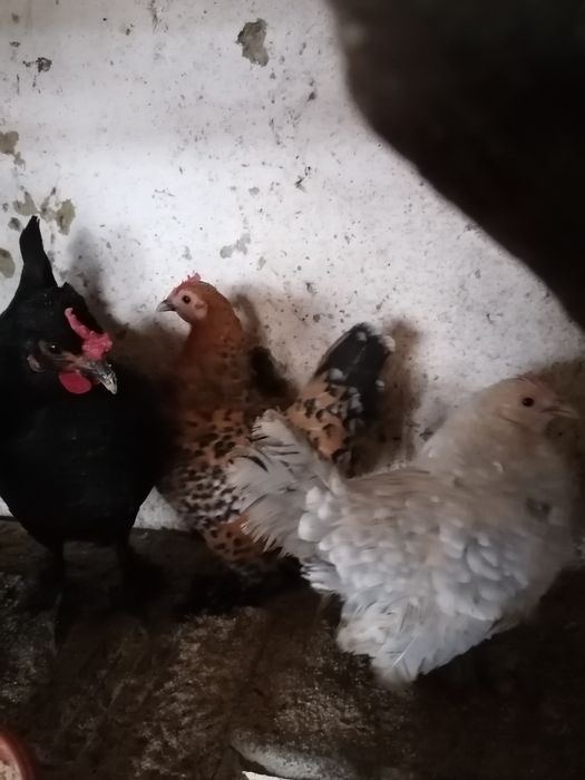 Oua pt incubat gaini pitice