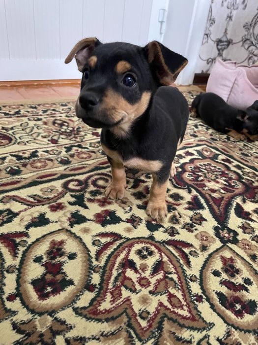 Продаются щенята