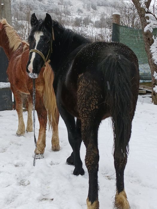 Vând mânză de un an 3 luni