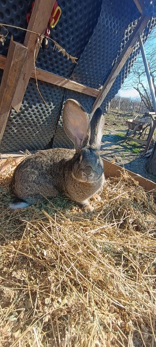 Vând iepuri uriaș belgian