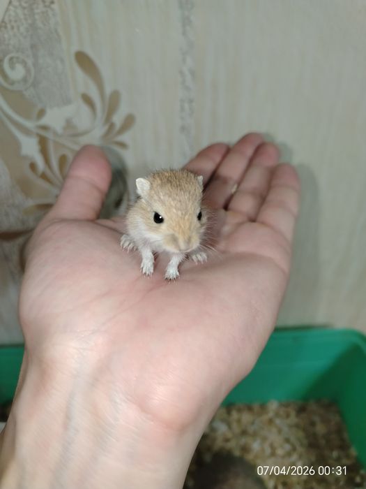 Продам милых песчанок