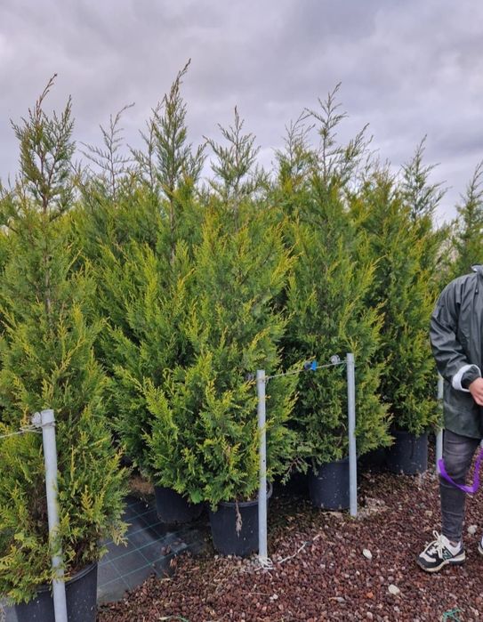 Leylandii gard viu, plante ornamentale, bombus, Tei, mesteacăn etc
