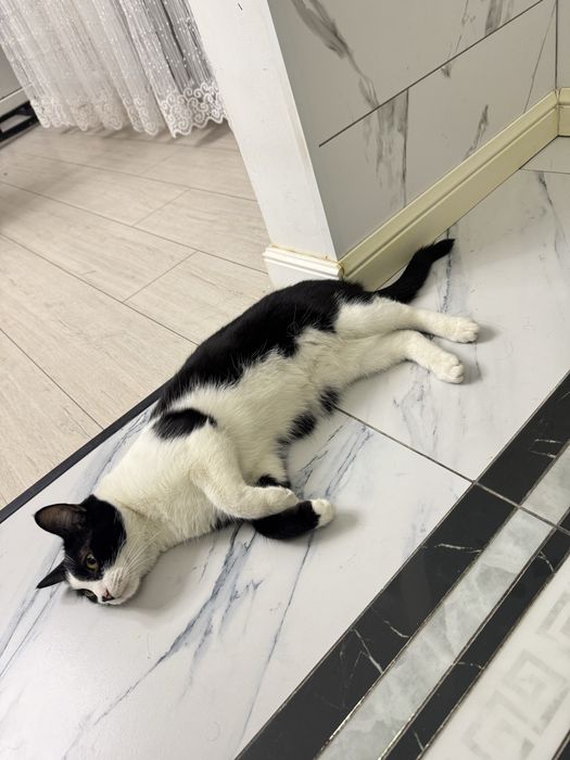 Кошечка ищет добрые руки