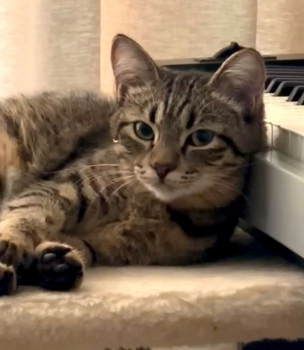 Котик ТиГрЯша 4 мес