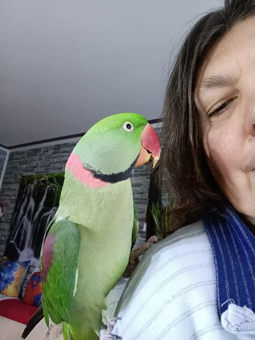 Vând papagal Marele Alex blând