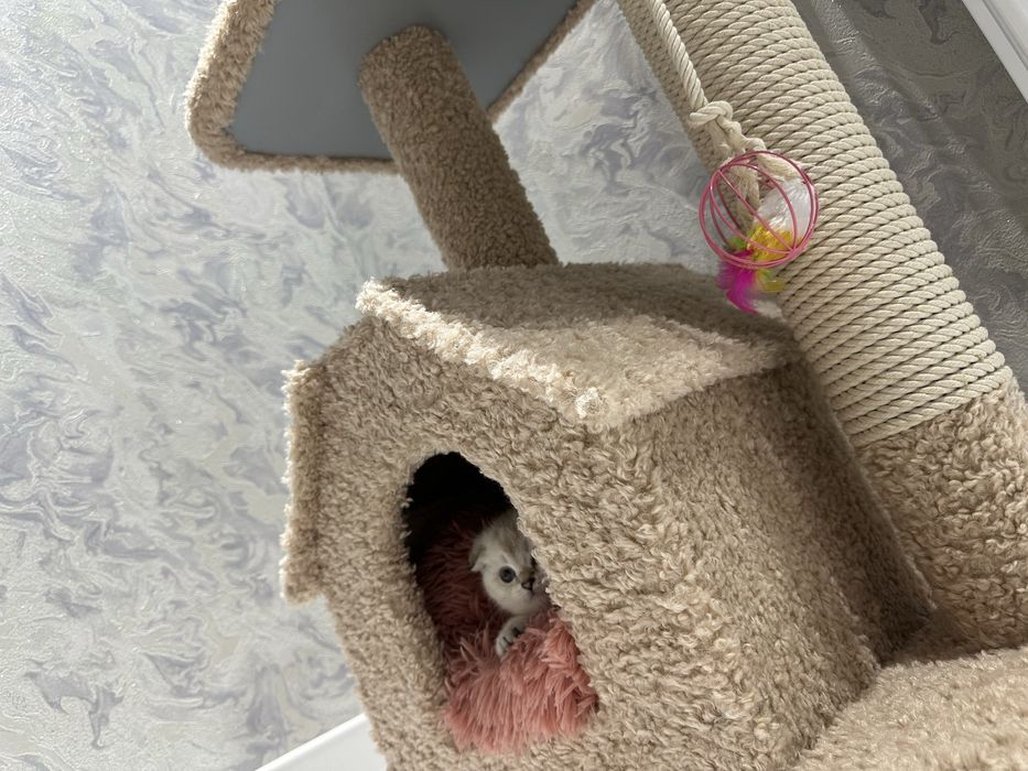 Котенок 2 месячный scotish fold