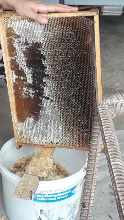 Buxoro vil. Kogon t.da Asalori oilasi sotiladi 1 ta ramkasi 150 000 co