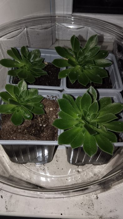 Продам.  эониум!