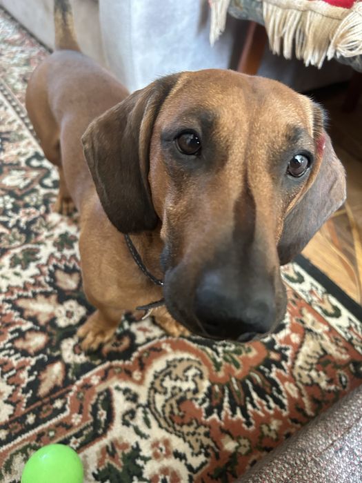 Такса кобель на случку