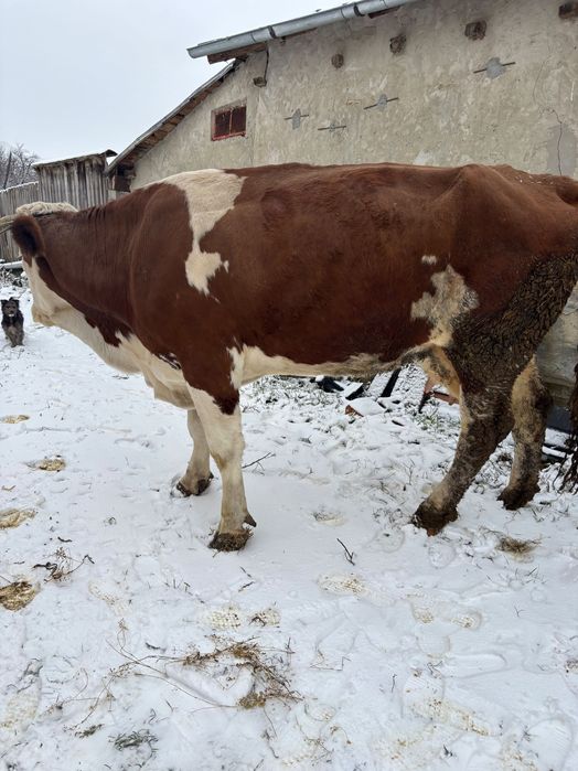 Vand vacă alb cu roșu