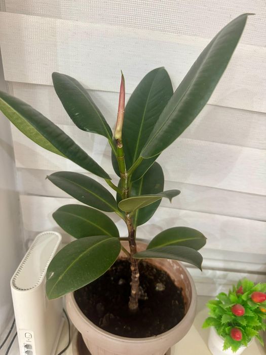 Комнатные цветы 3000, 5000 тг