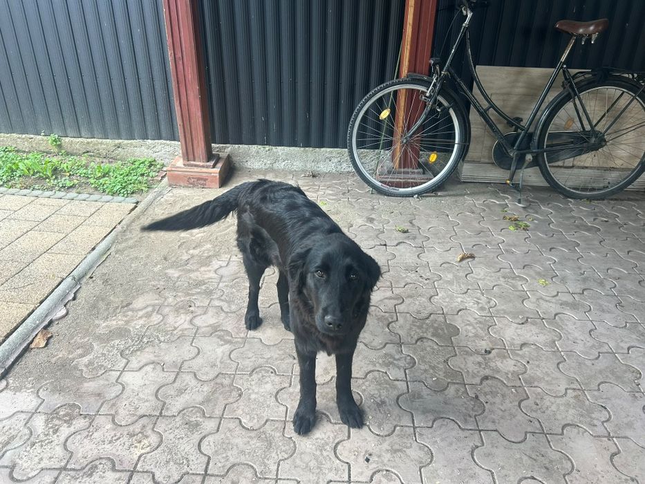 Cățel spre adopție-caută o familie iubitoare
