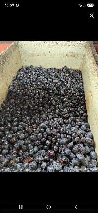 Prune targoviste tatarani