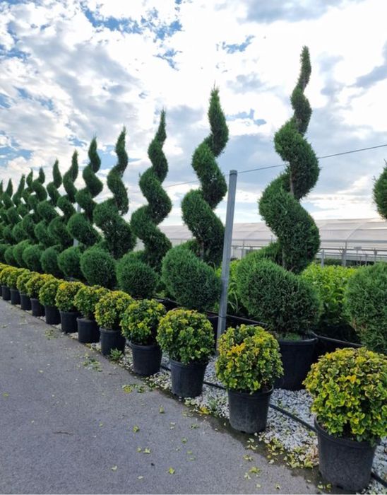 Mestecan alb plante ornamentale de orice specie sibiu