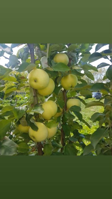 Сррчно продаю дачу в обществе Черемушки