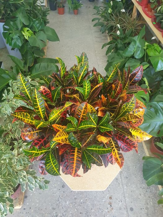 Kraton кратон. .