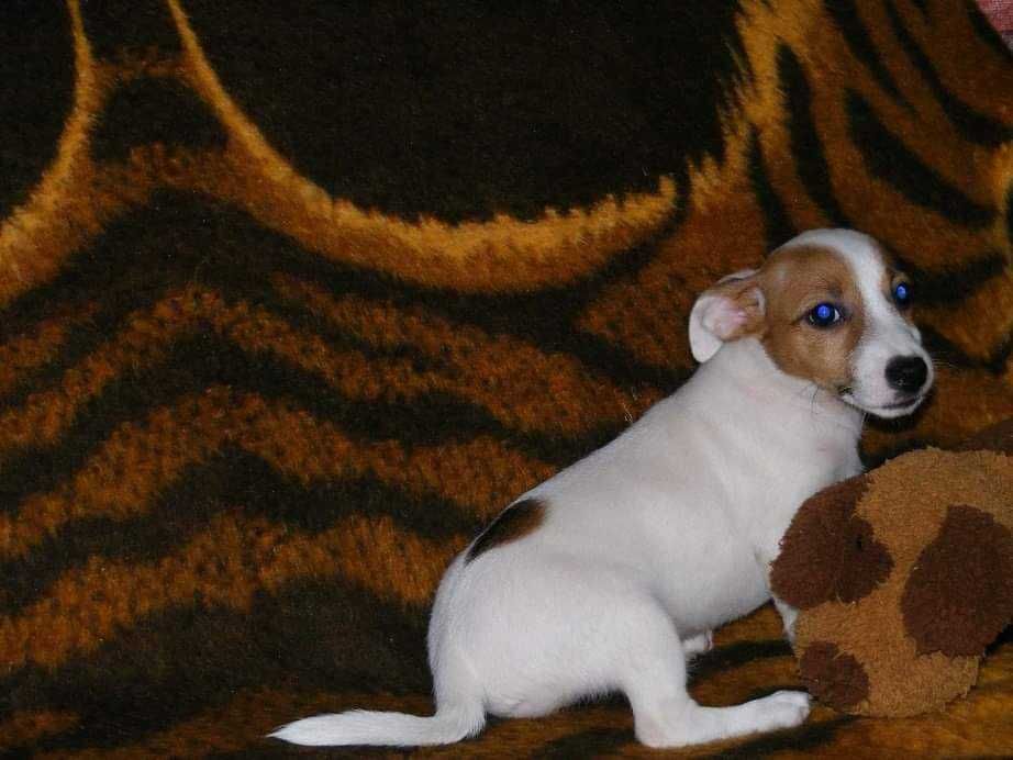 Jack Russel Terrier - pui crescut in  mediu familial