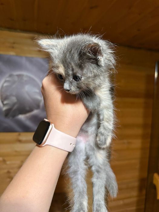 Отдам котенка в добрые руки