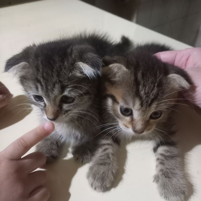 Вислоухий мальчик  1,5  месяца