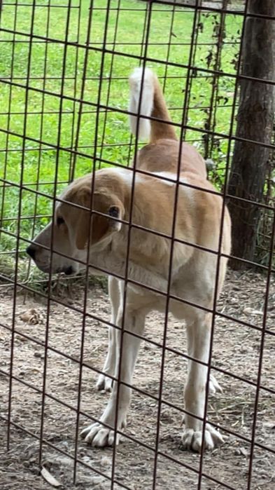 Femelă Ciobanesc de Asia Centrală