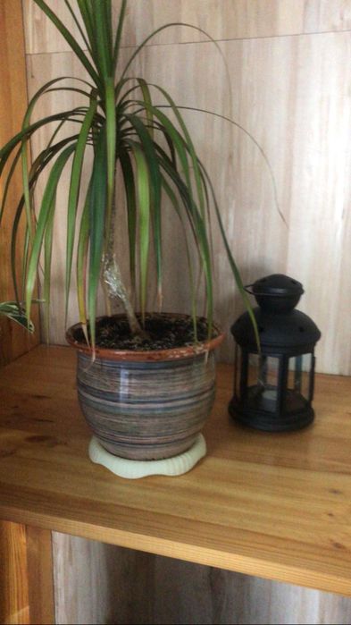 Продам комнатные цветы