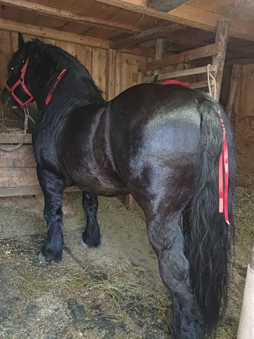 Armasar de monta ardenez