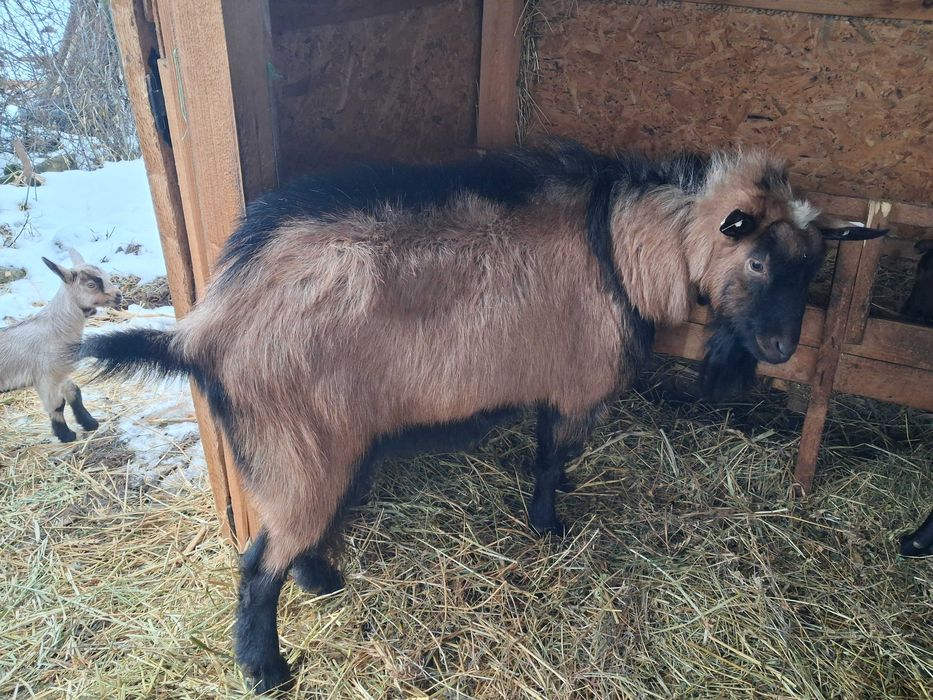 Tap alpin de vanzare