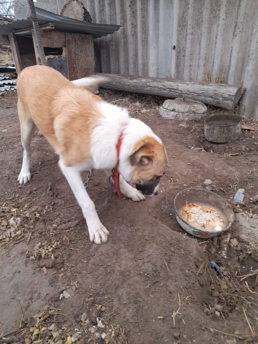 Продам щенка   8 мес кушают всё. Умный