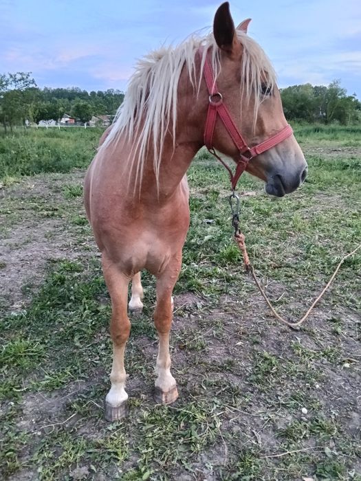 Mănza devănzare 2 an