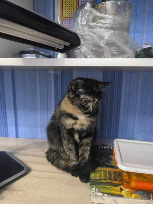 Отдам котенка в хорошие руки