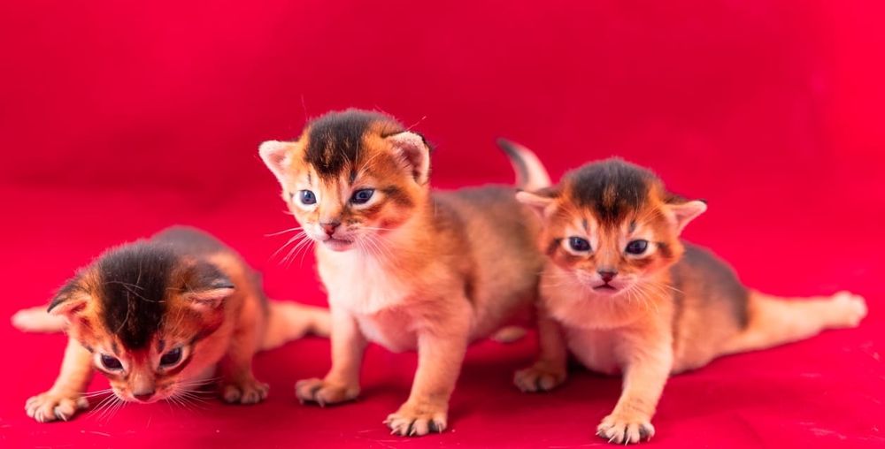 Абиссинец  вязка