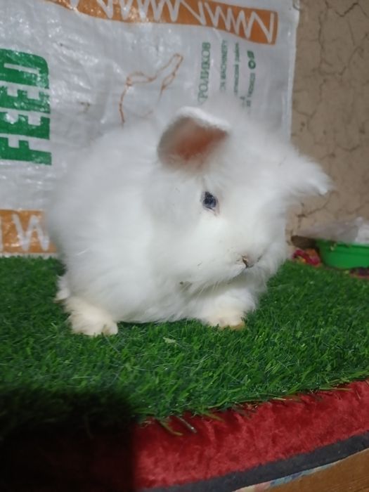 Quyonla sotiladi kimga qiziq bosa aloqaga ciqila.