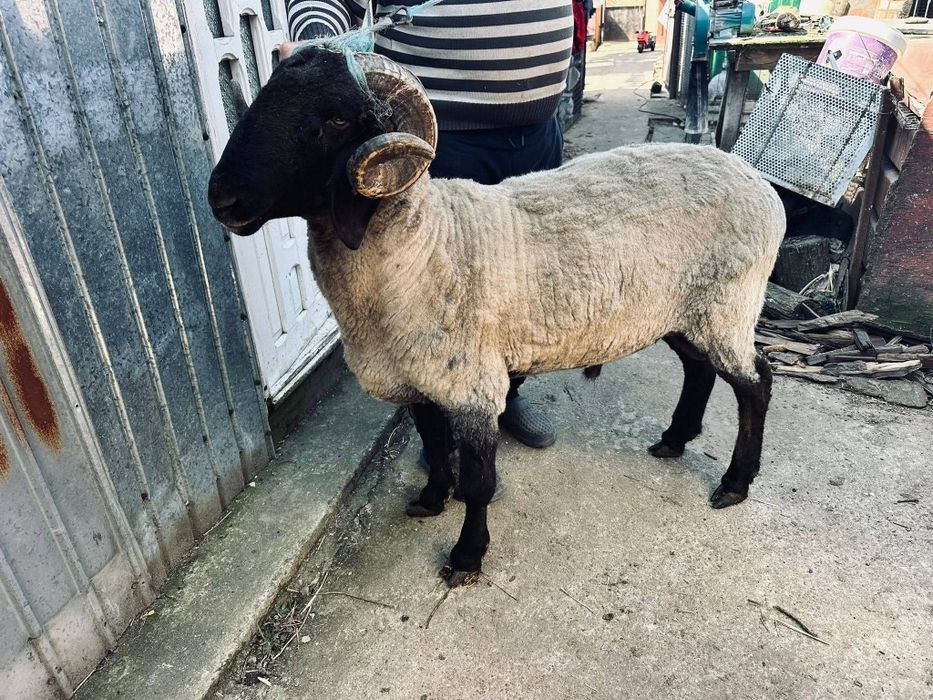 Berbec carabaș de vânzare