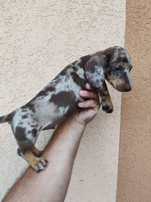 Teckel arlechin pe maro mini toy