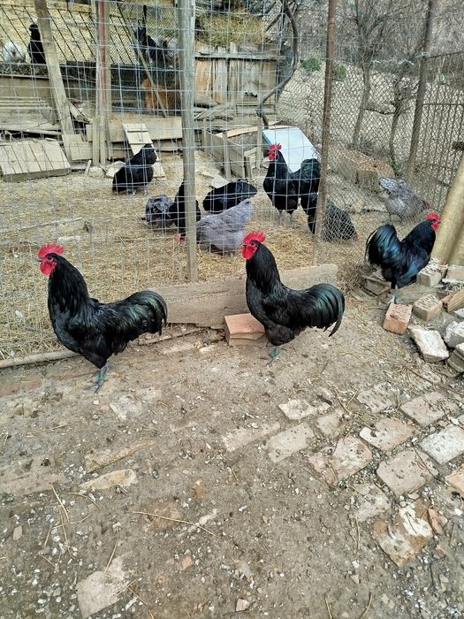 Oferta găini australorp