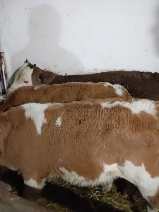 Vitele baltate intarcate