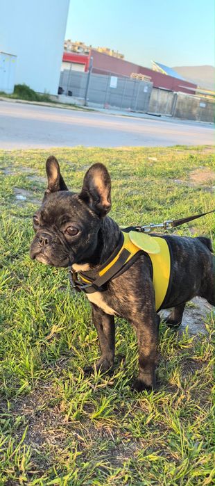 Френски Булдог на 4 месеца