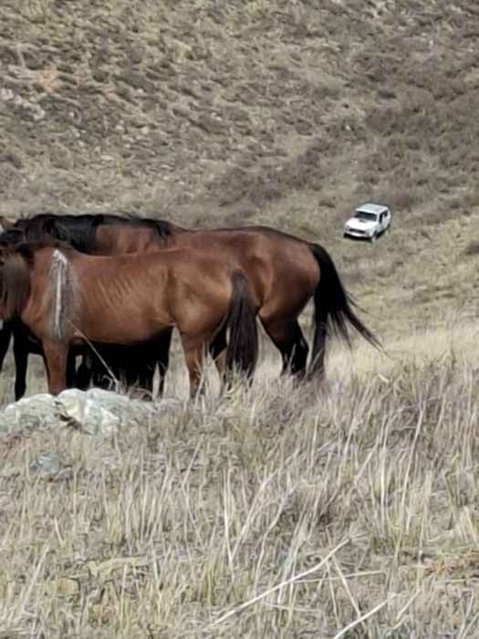 Лошади продаются