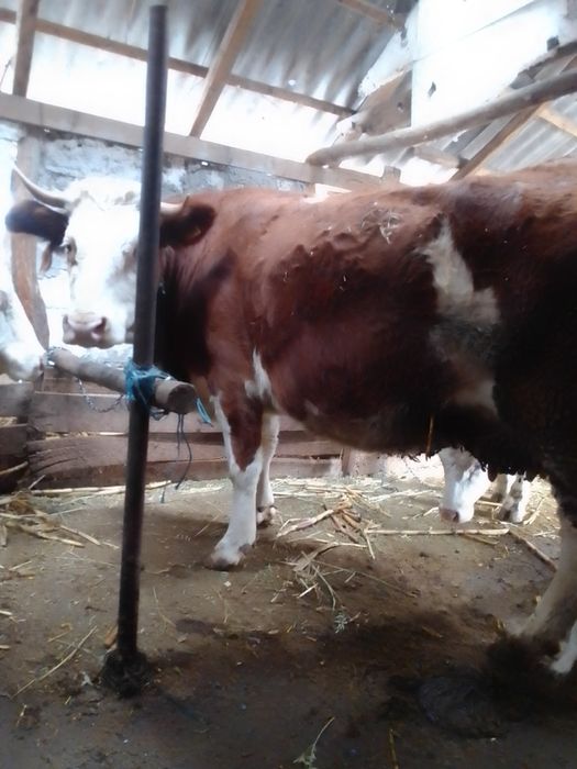 Vaci bălțate românești