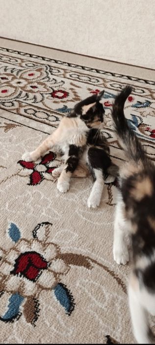Котята мышеловы даром