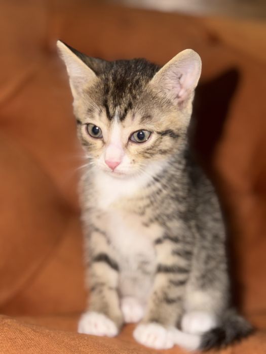 Отдам мальчика котёнка в добрые руки