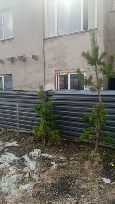 Продам елку и сосну