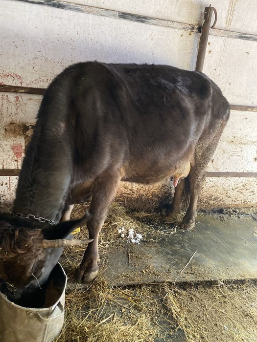 De vanzare vaca cu vitea angus gestanta !