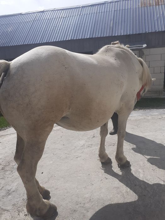 Iapă de vânzare gestanta