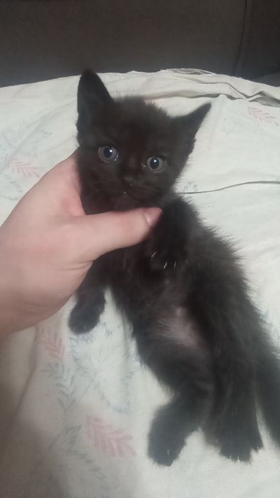 Отдам в добрые руки котят