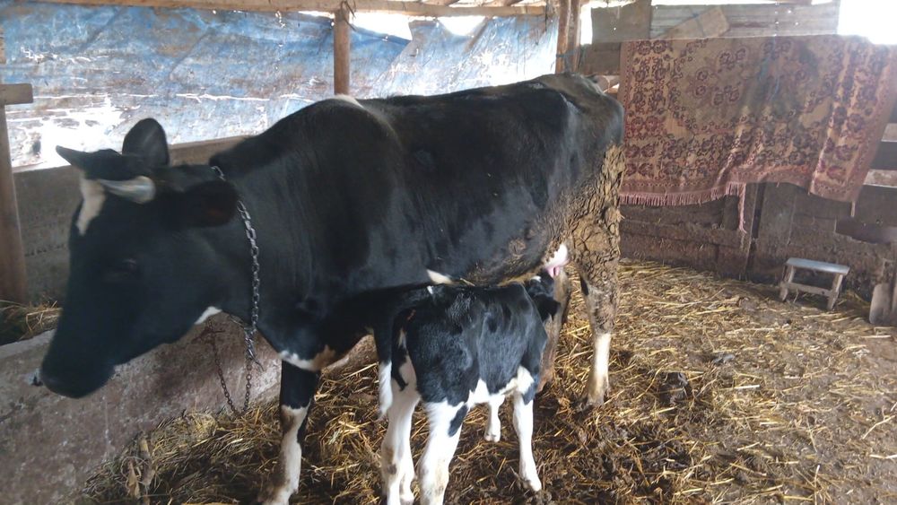 Vaca Tanara cu Vitel Cuminte