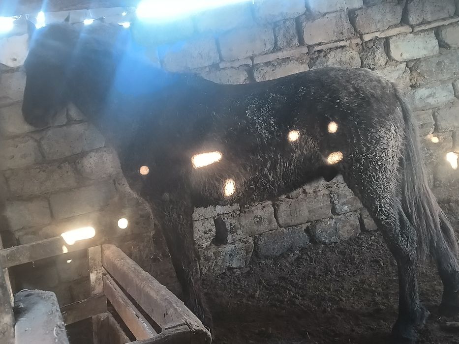 1.8 жасар тай сатам .семиз