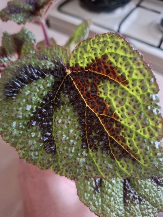 Продам Бегонию Мэсона!